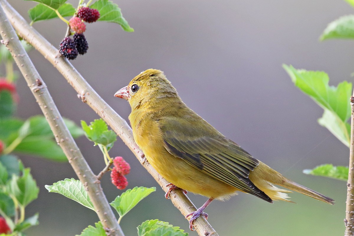 Scarlet Tanager - ML561042311