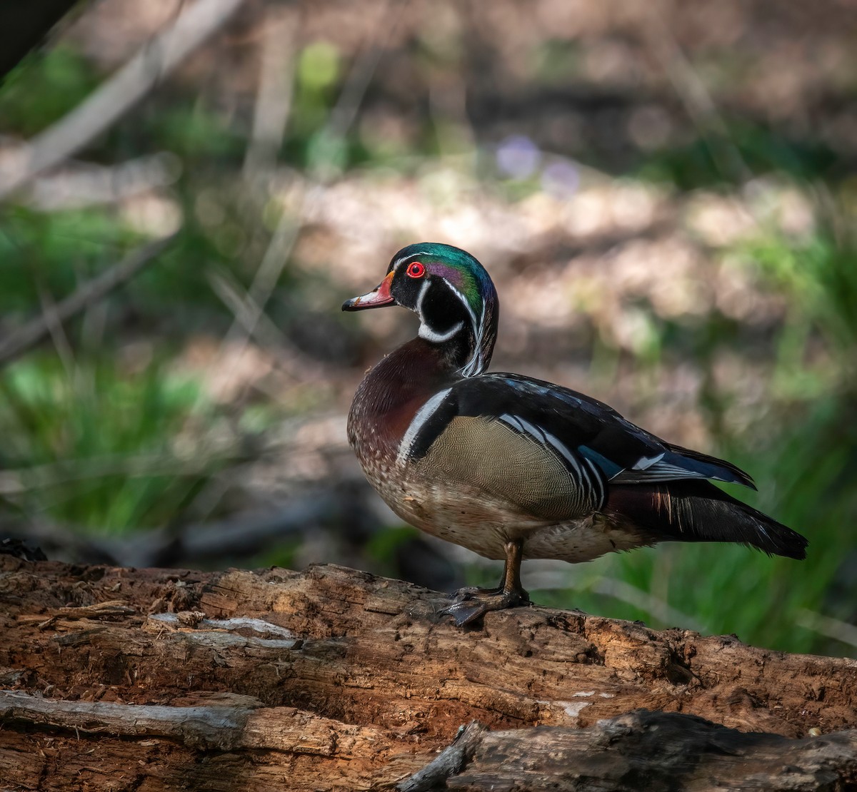 Wood Duck - ML561042621