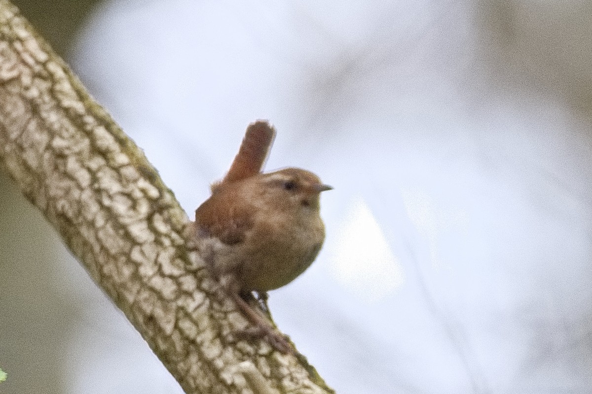 Eurasian Wren - ML561042801