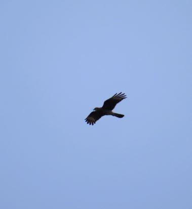 Chimango Caracara - Felipe Undurraga