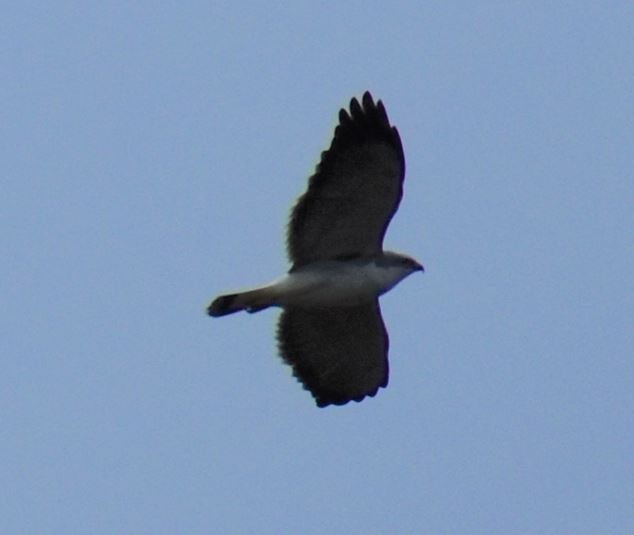 Variable Hawk - ML561042911