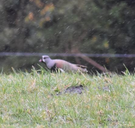 Southern Lapwing - Felipe Undurraga