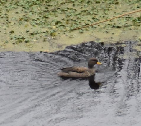 Yellow-billed Teal - Felipe Undurraga