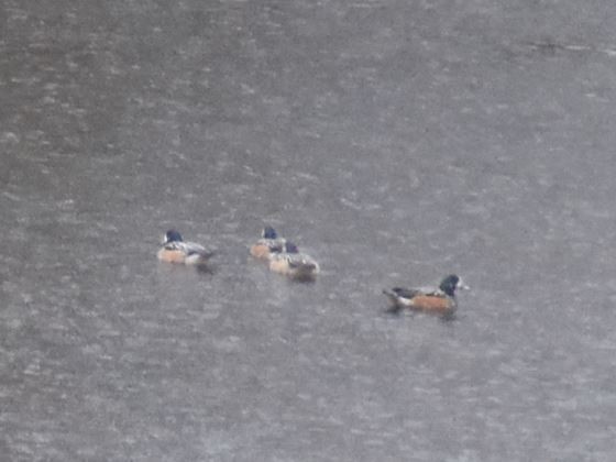 Chiloe Wigeon - ML561043041