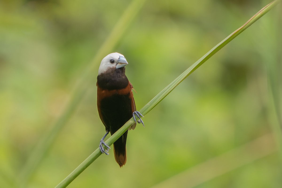 White-capped Munia - ML561043161