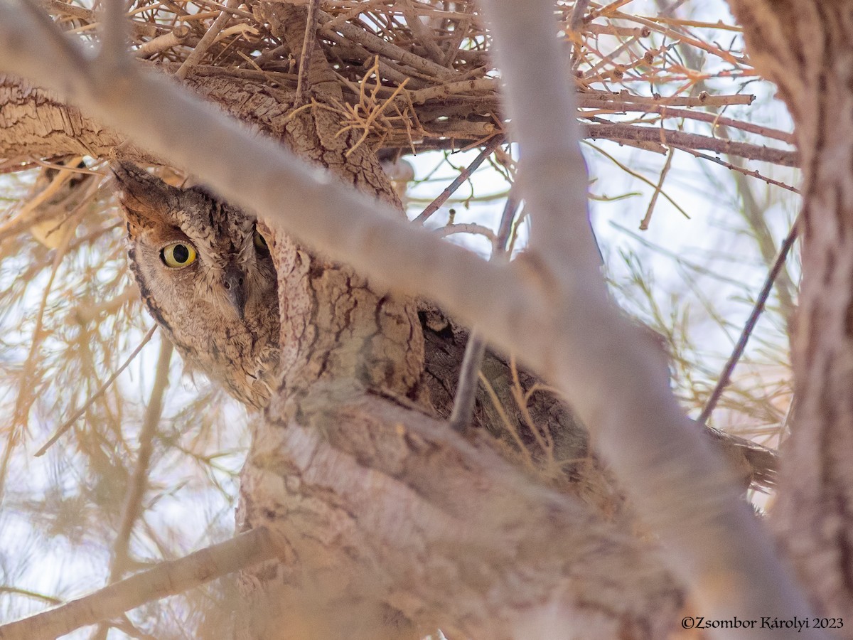 Eurasian Scops-Owl - ML561043871