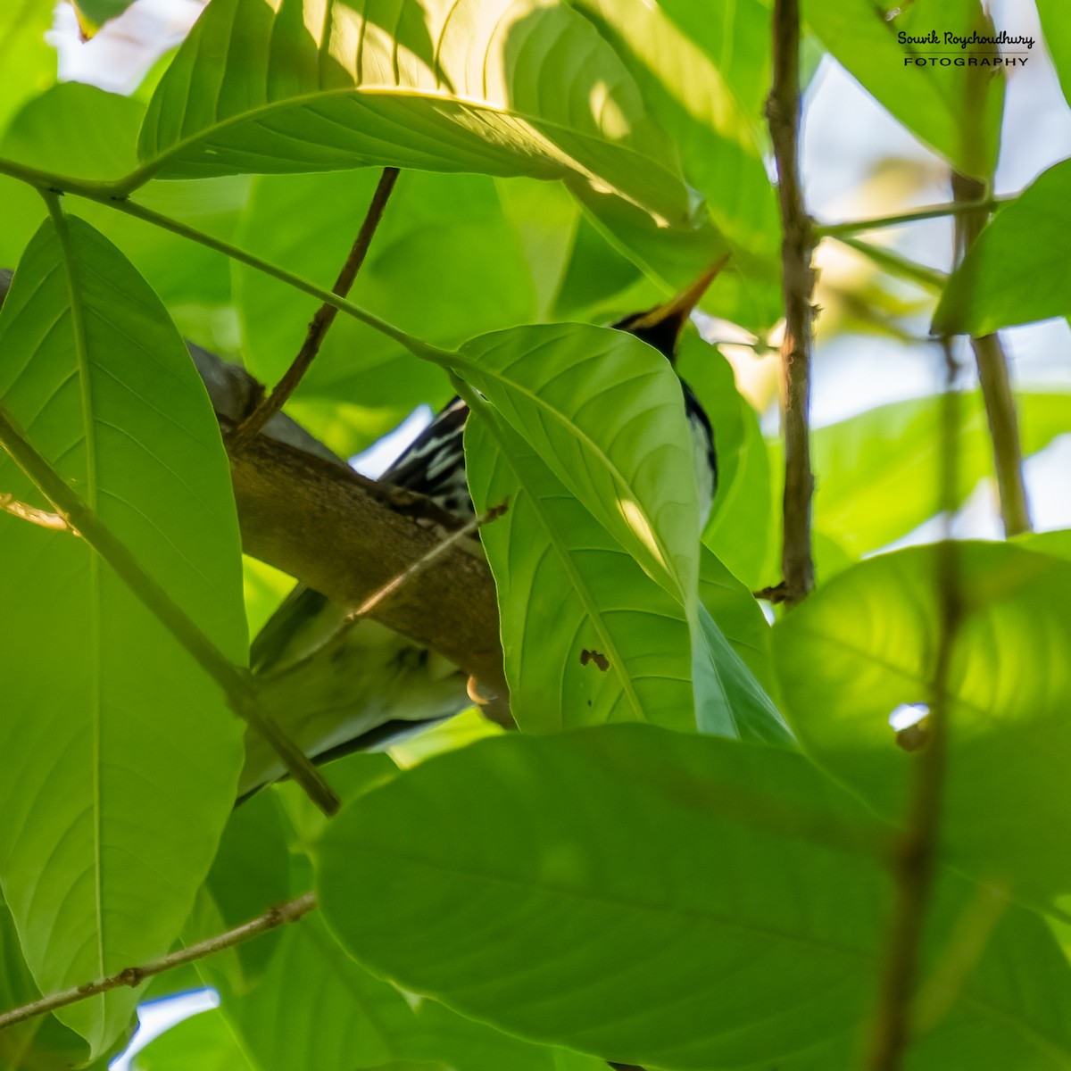 Pied Thrush - ML561044031