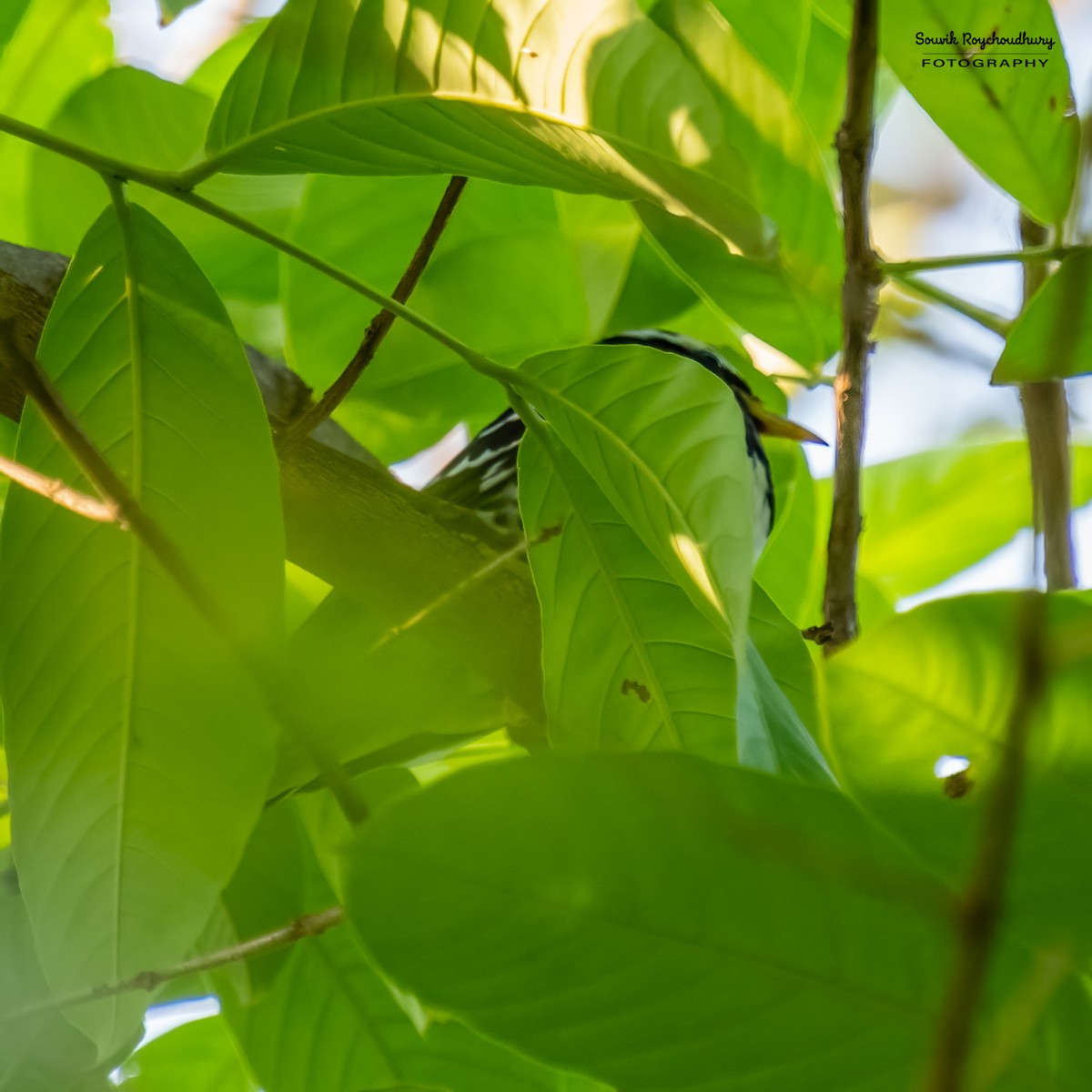 Pied Thrush - ML561044061