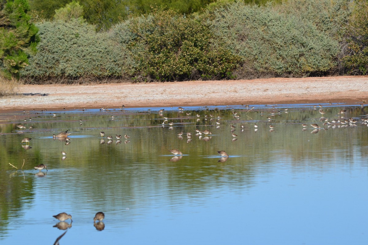 Least Sandpiper - ML56104411