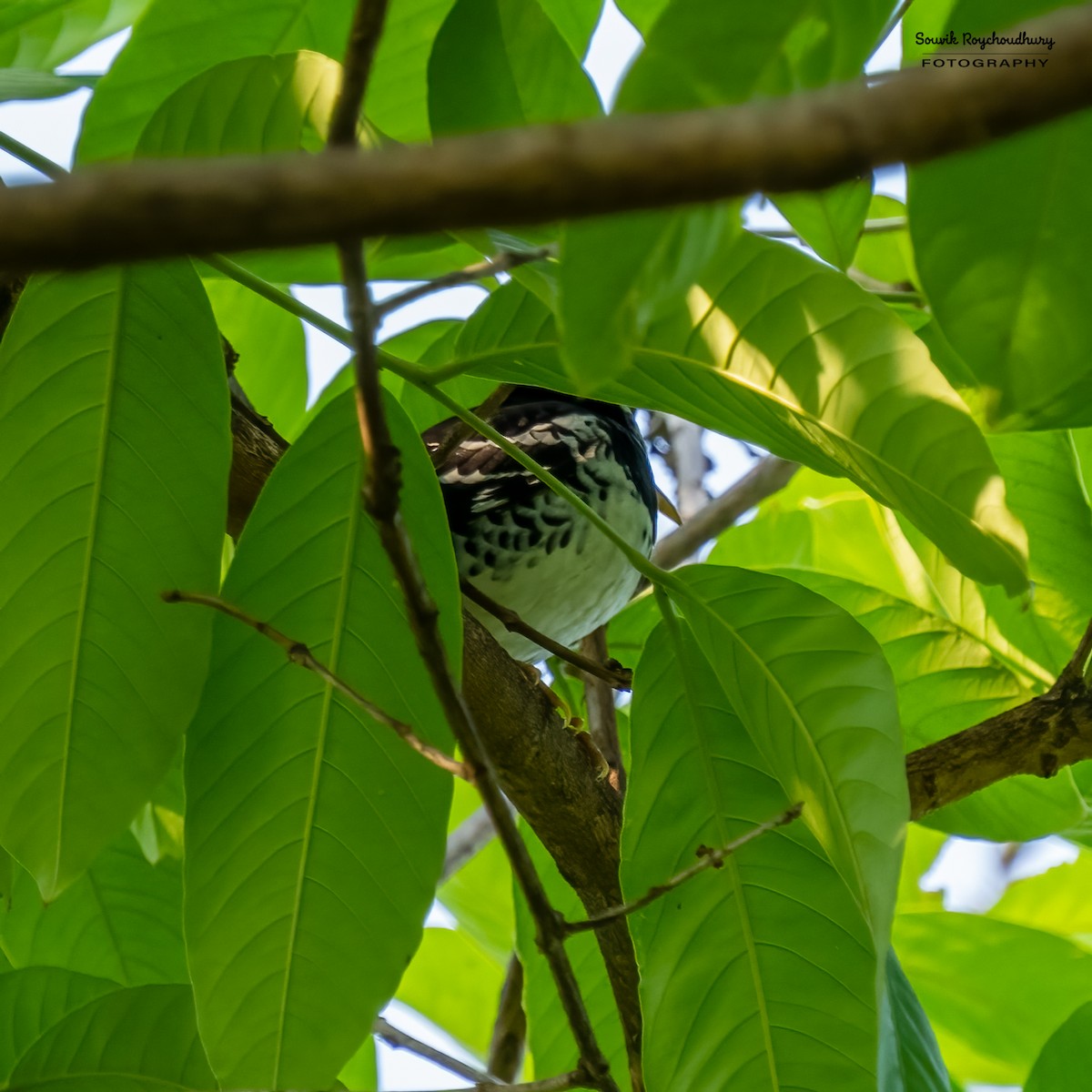 Pied Thrush - ML561044301