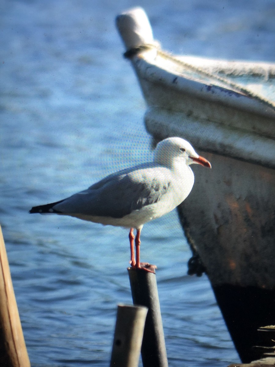 Silver Gull - ML561045771