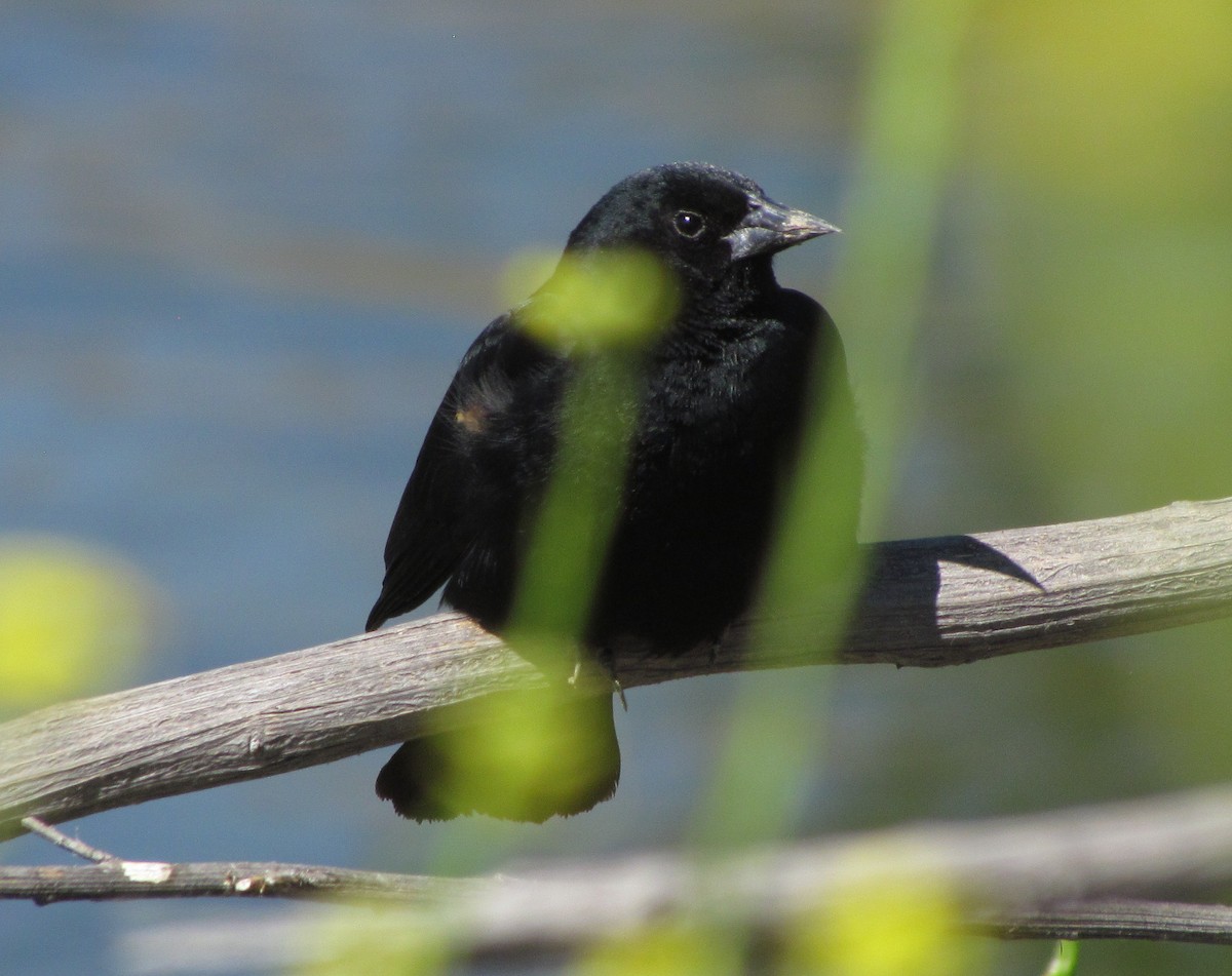 Red-winged Blackbird - ML56104771
