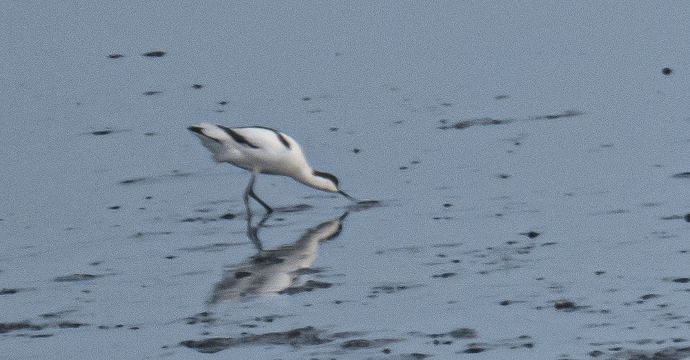 Pied Avocet - ML561048321