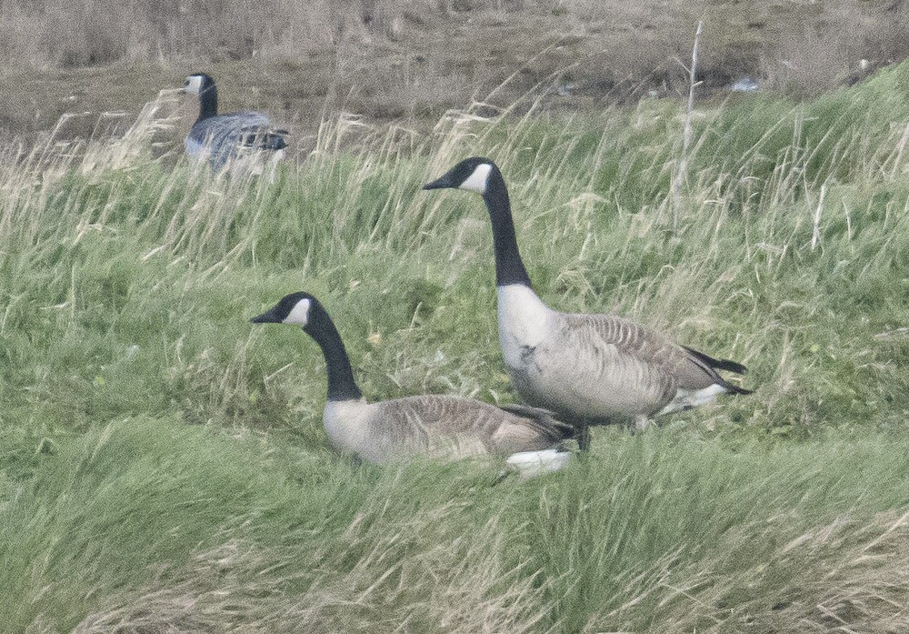 Canada Goose - Bert Filemyr