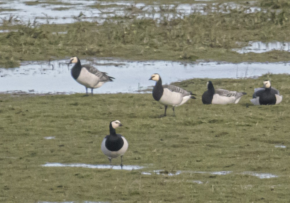 Barnacle Goose - ML561048471