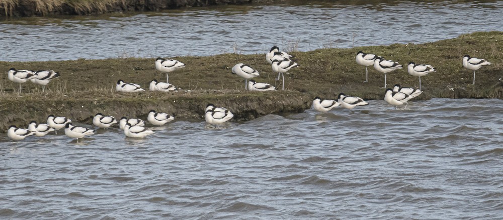 Pied Avocet - Bert Filemyr