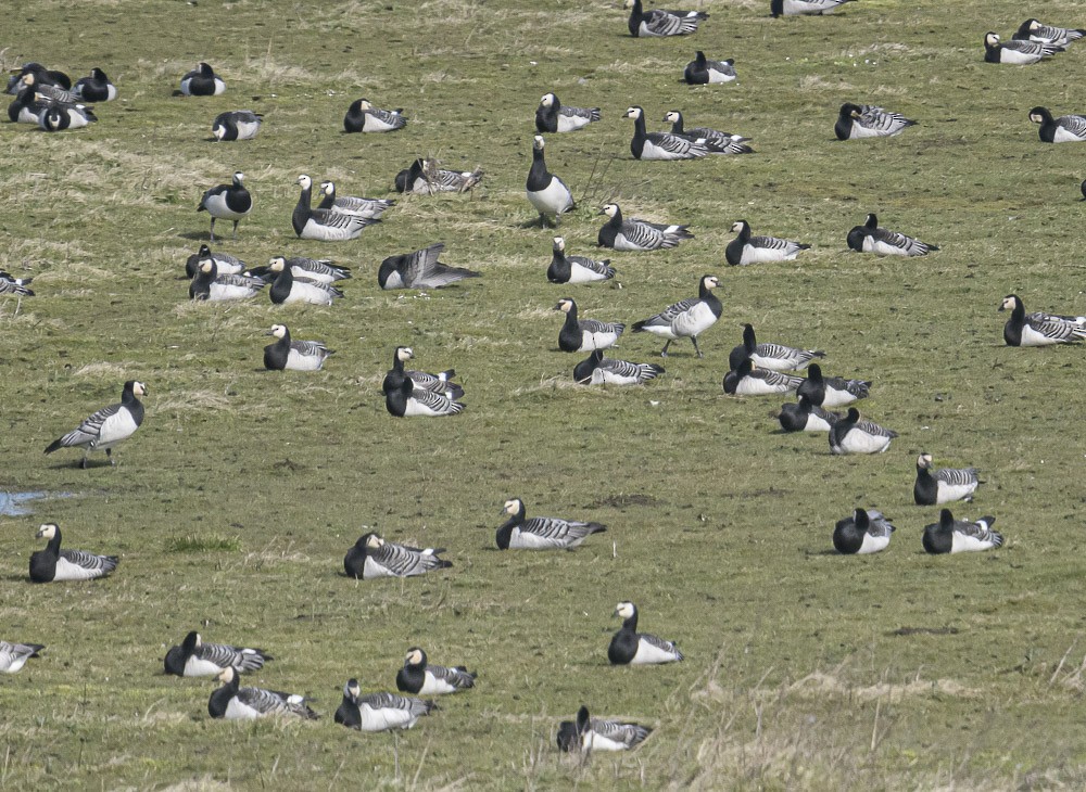 Barnacle Goose - ML561048601