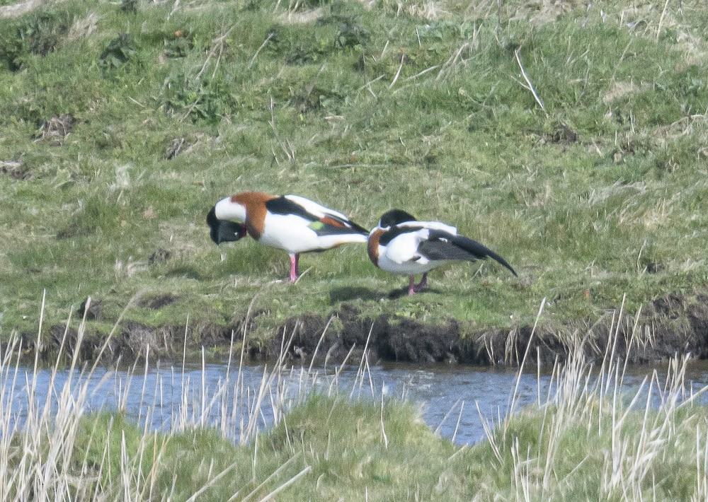 Common Shelduck - ML561048651