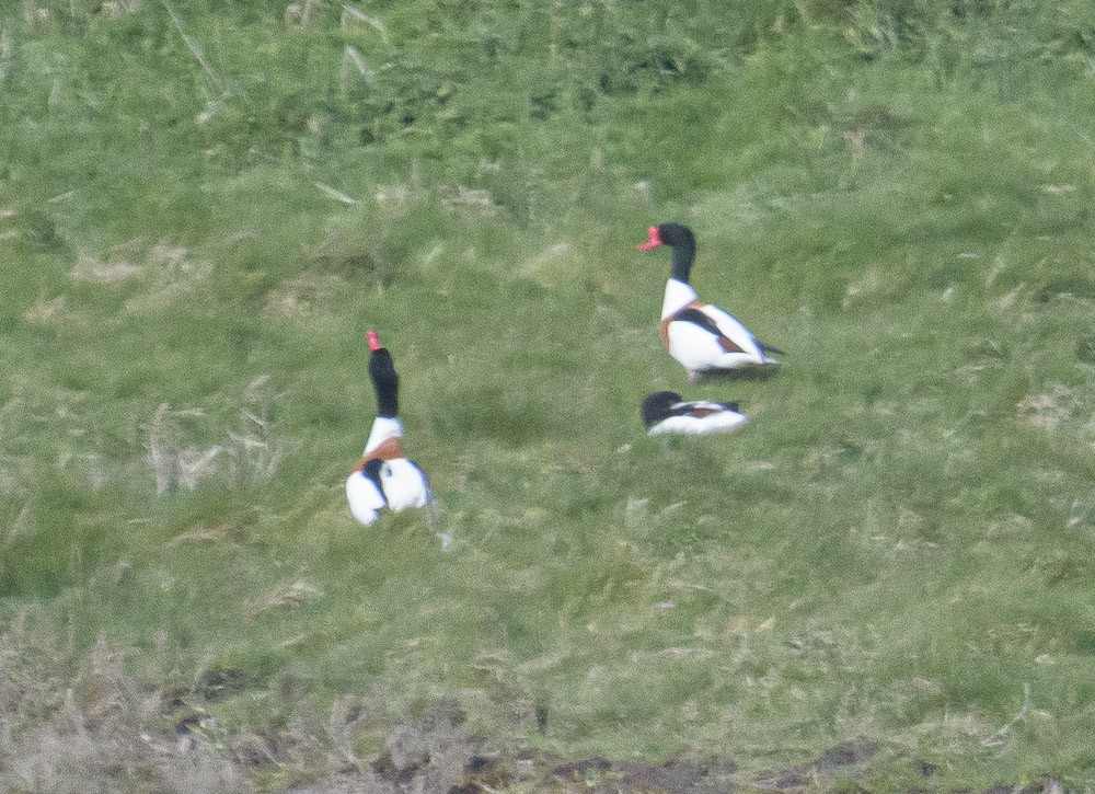 Common Shelduck - ML561048731