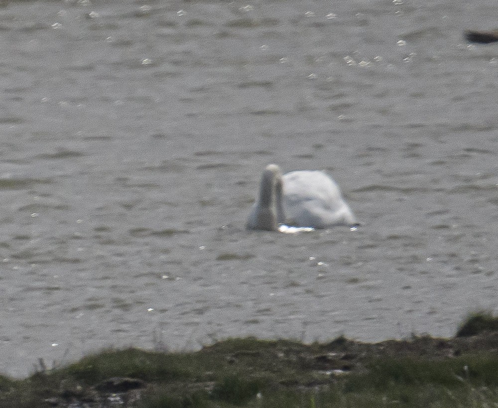 Mute Swan - ML561048771