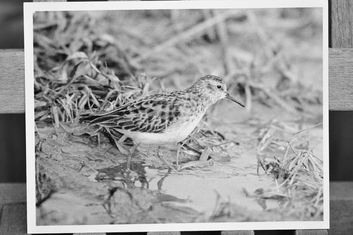 Least Sandpiper - ML561048781