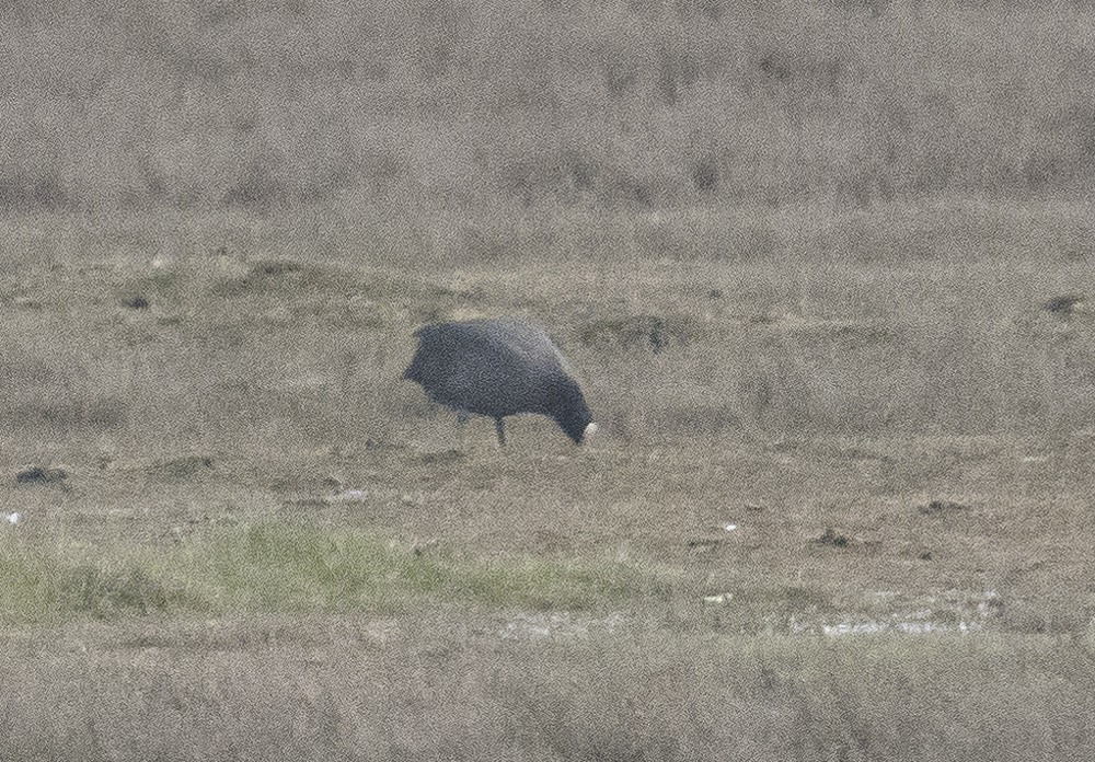 Eurasian Coot - ML561048801