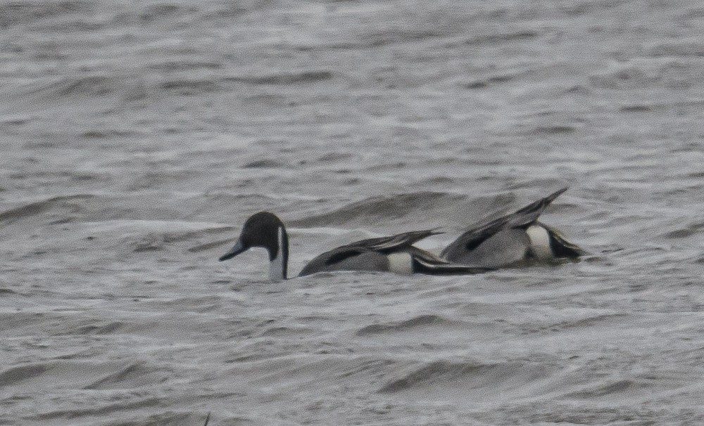 Northern Pintail - Bert Filemyr