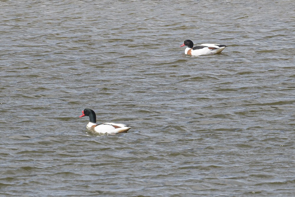 Common Shelduck - Bert Filemyr