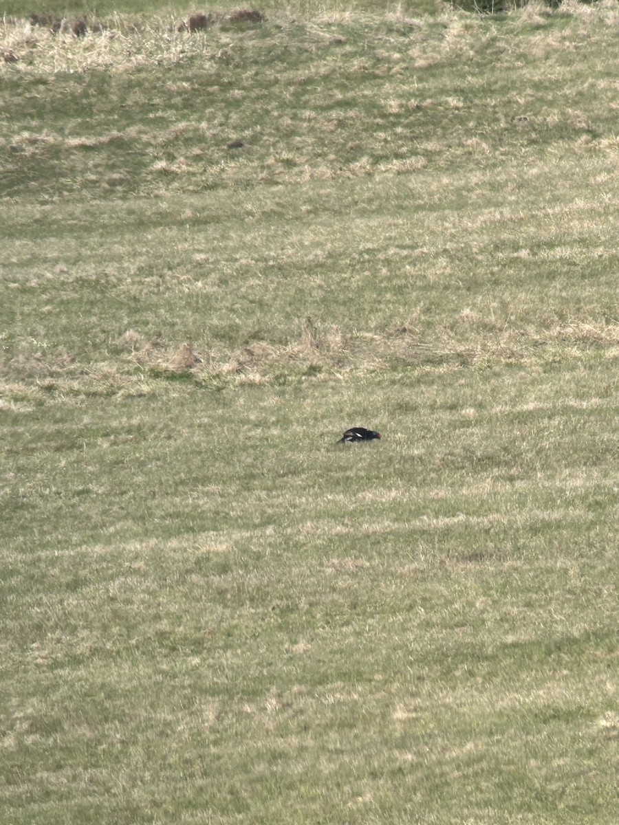 Black Grouse - ML561049041