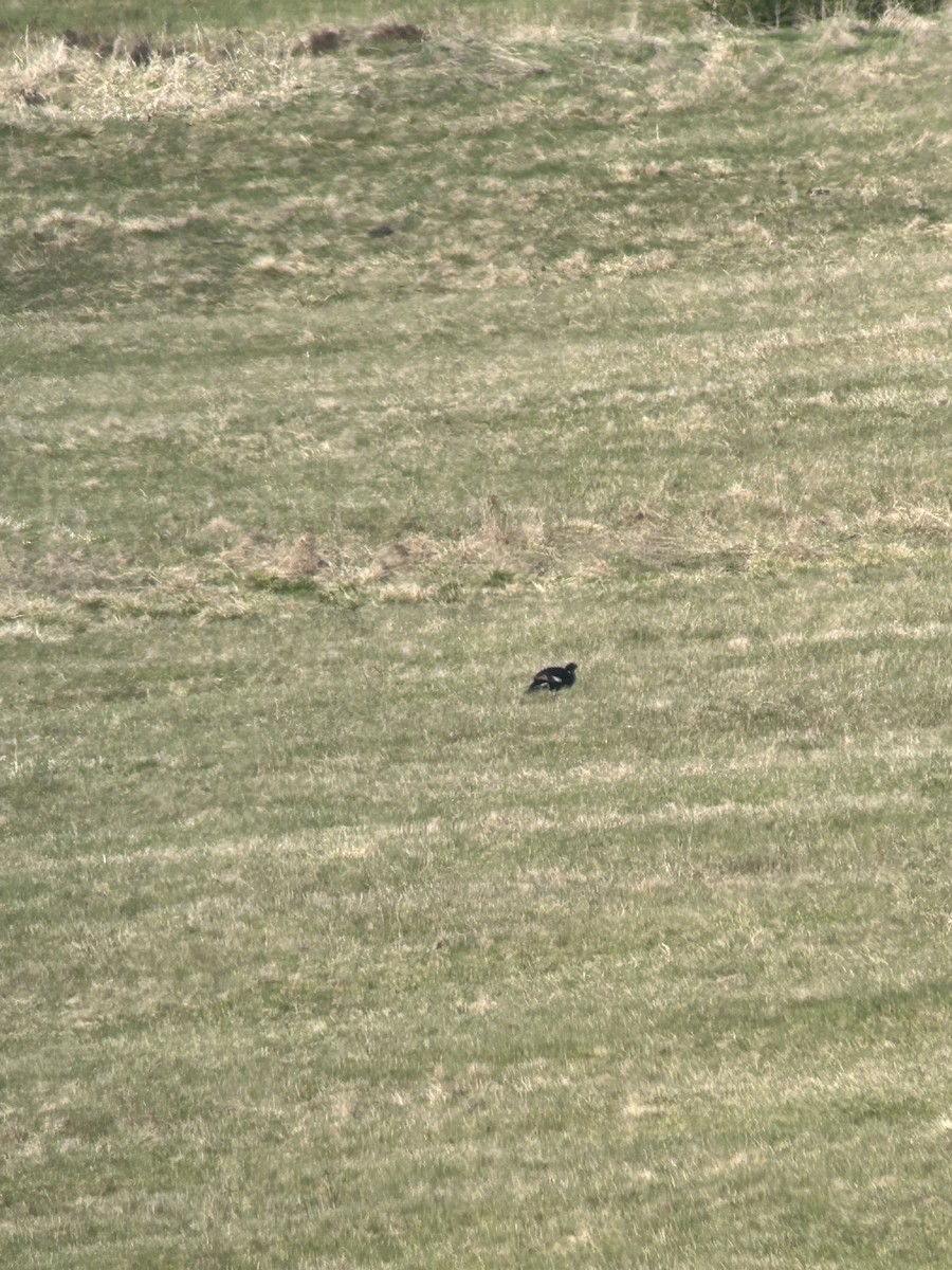 Black Grouse - ML561049051