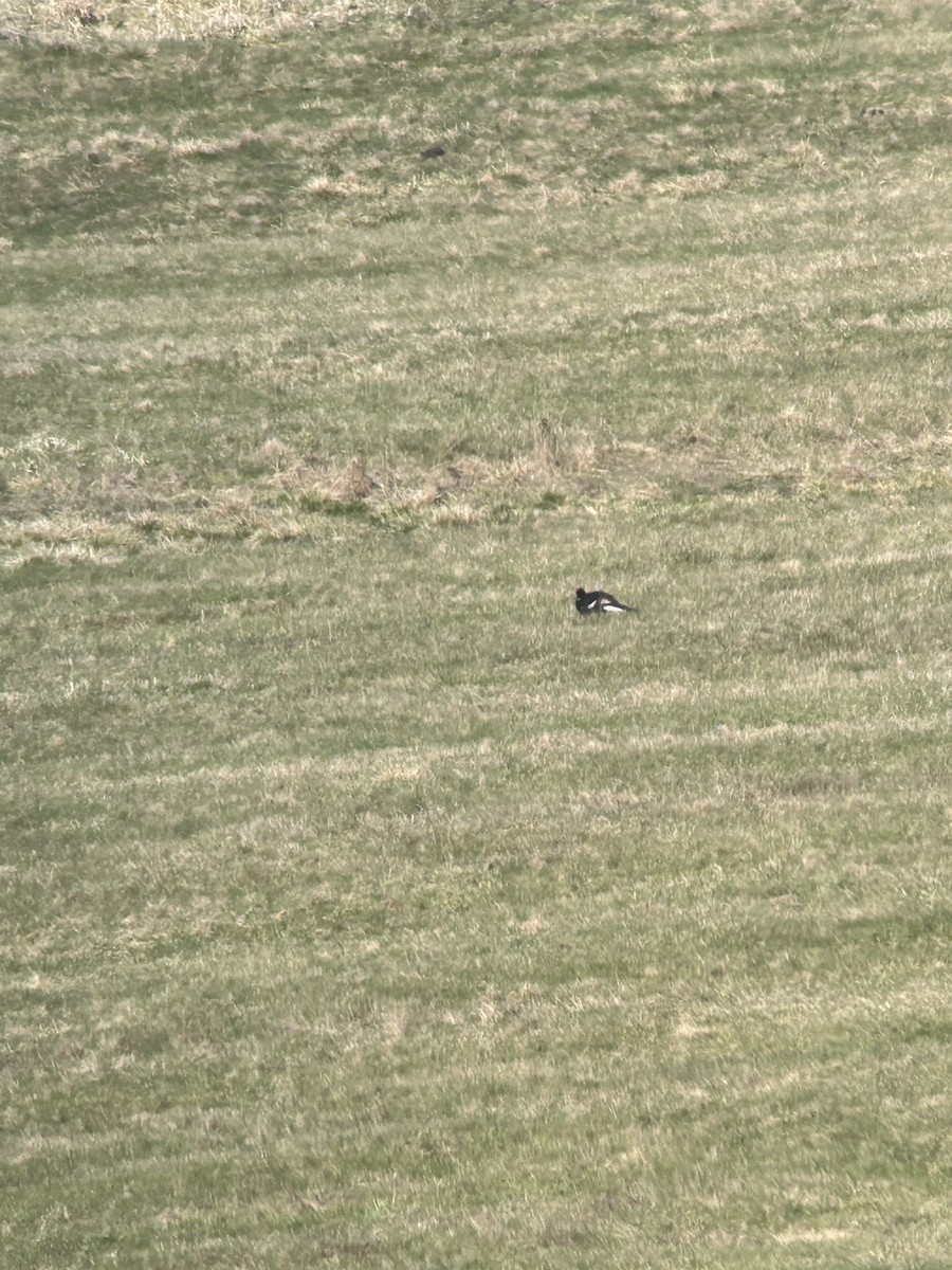Black Grouse - ML561049061