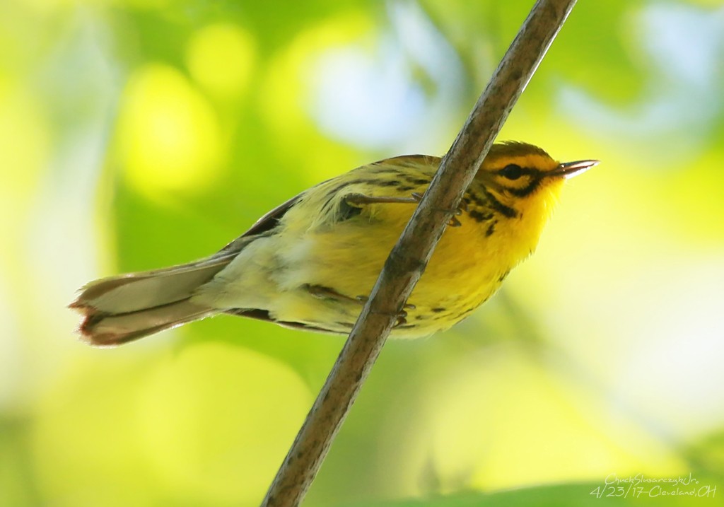 Prairie Warbler - ML56104931