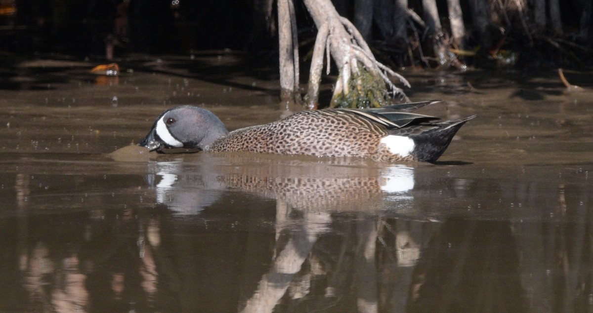 Blue-winged Teal - ML561049641