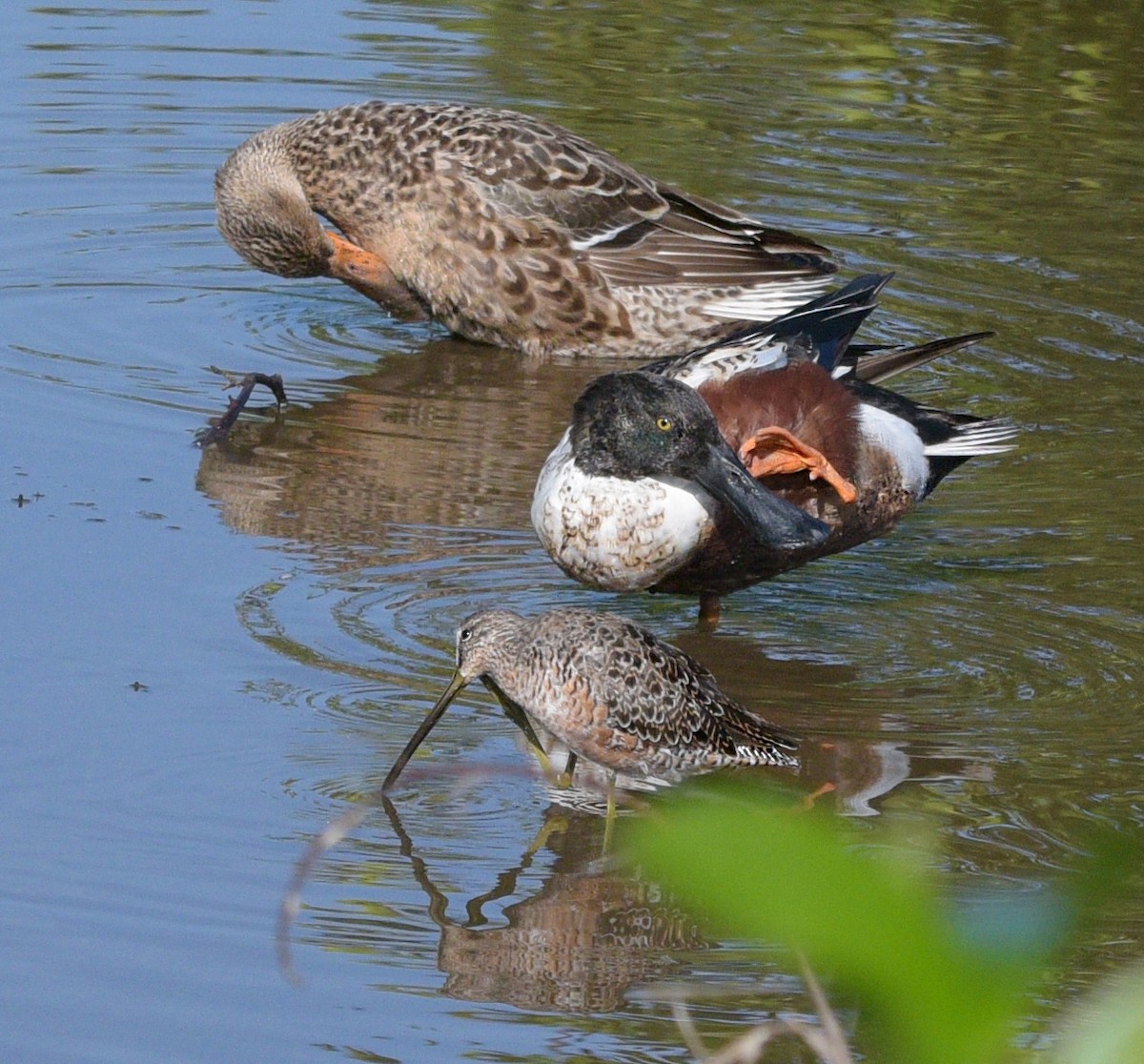 Northern Shoveler - ML561049731