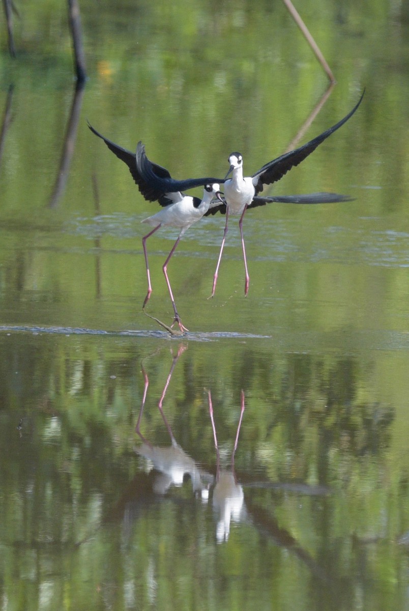 Black-necked Stilt - ML561049811