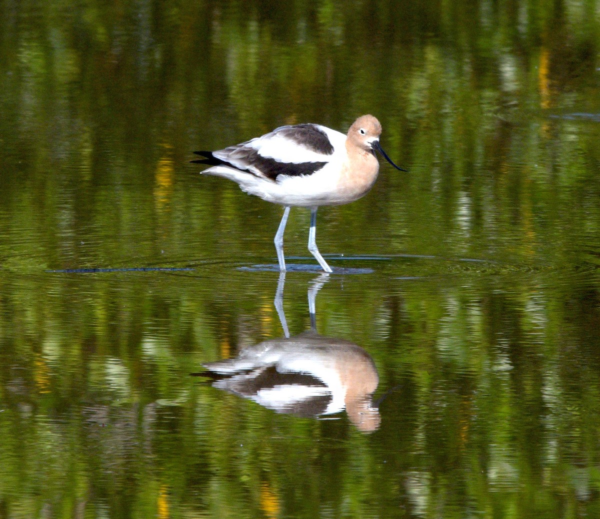American Avocet - ML561049961