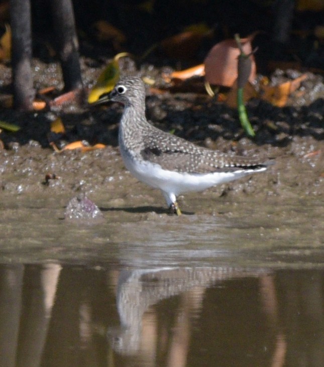 Solitary Sandpiper - ML561050011