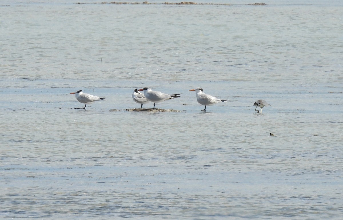 Caspian Tern - ML561050081