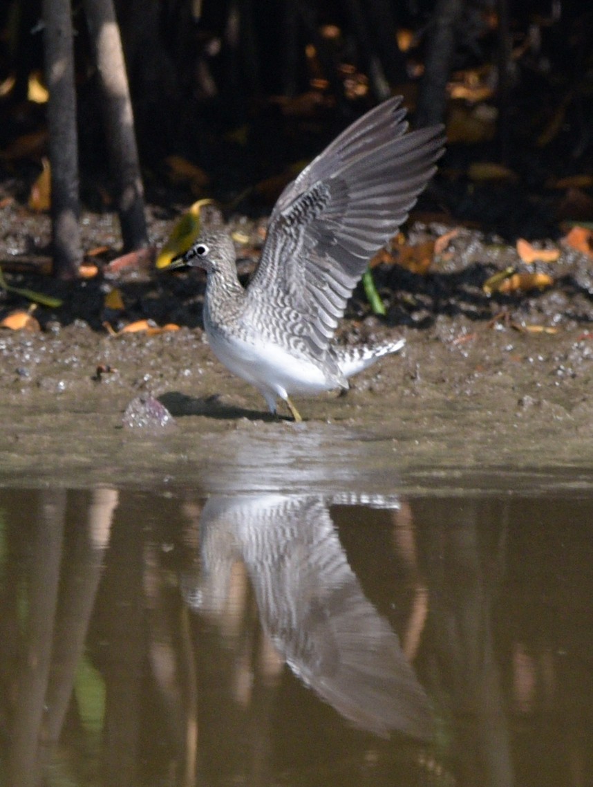 Solitary Sandpiper - ML561050291