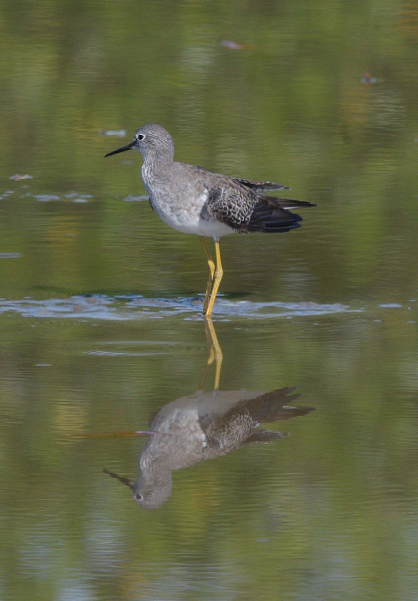 Lesser Yellowlegs - ML561050381