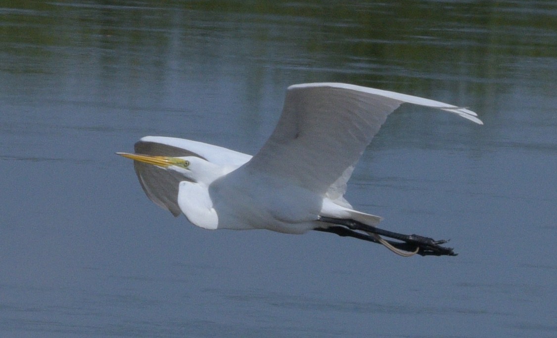Great Egret - ML561050711