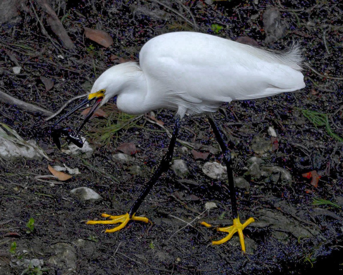 Snowy Egret - ML561050751
