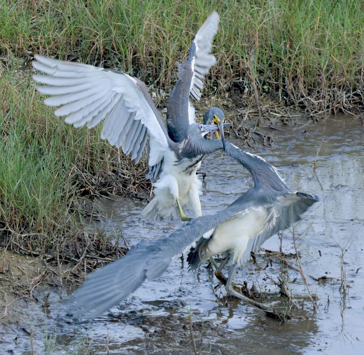Tricolored Heron - ML561051021