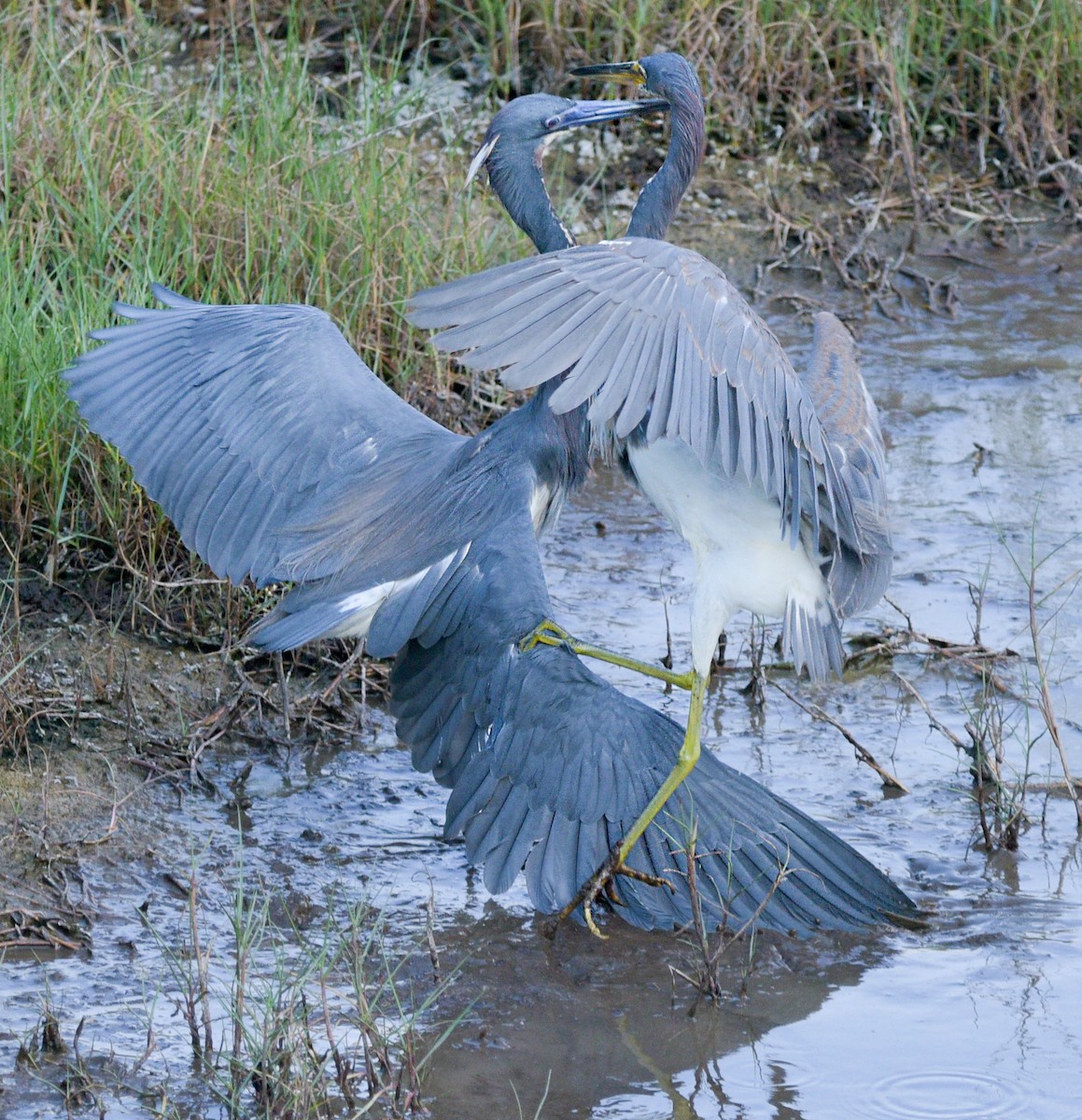 Tricolored Heron - ML561051141