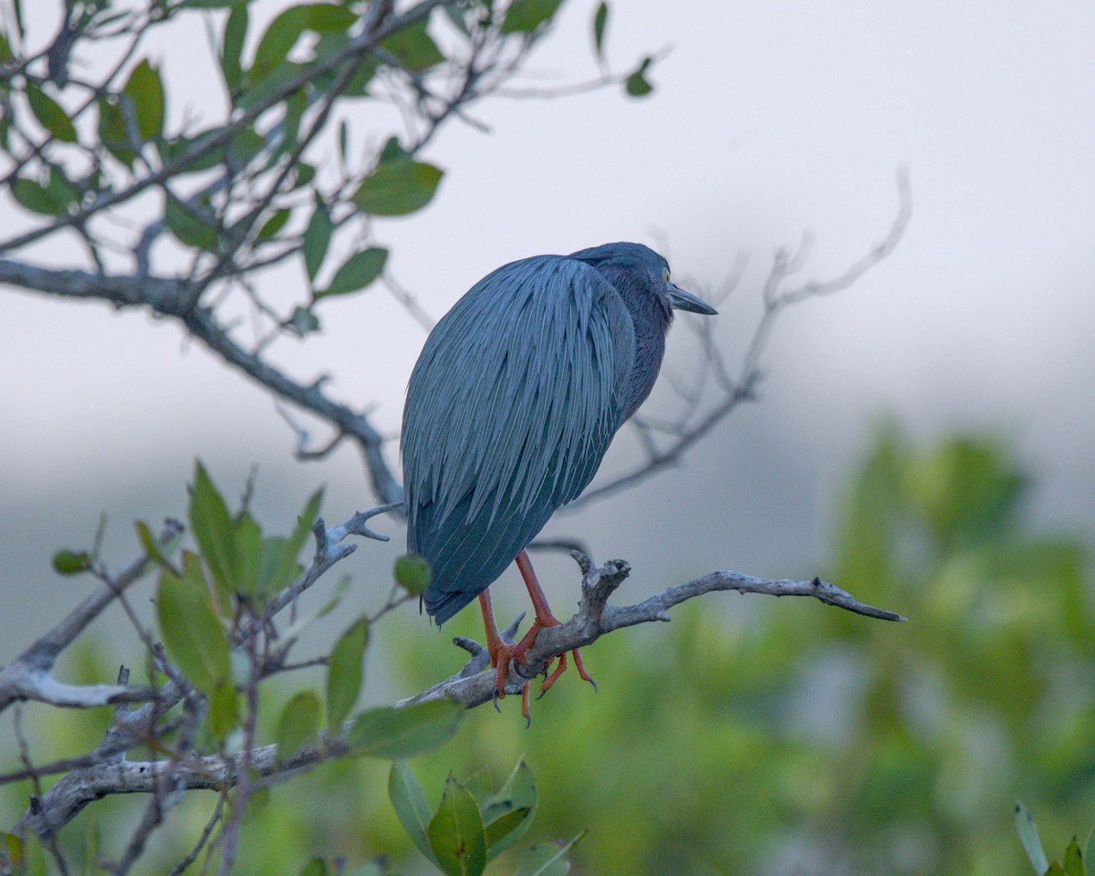 Green Heron - ML561051221