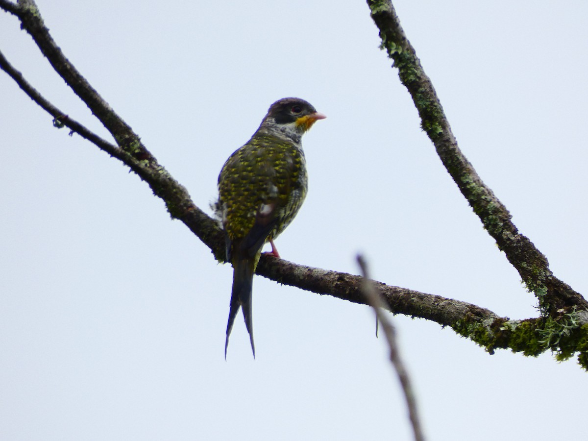 Swallow-tailed Cotinga (Swallow-tailed) - ML561051831