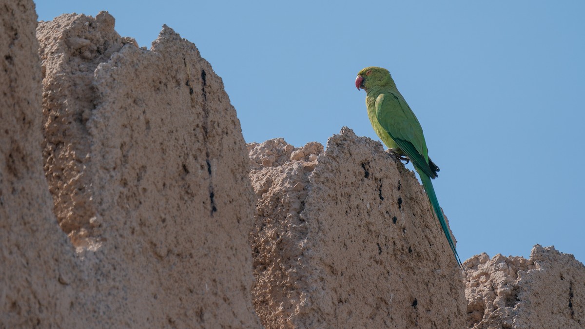 Rose-ringed Parakeet - ML561052341