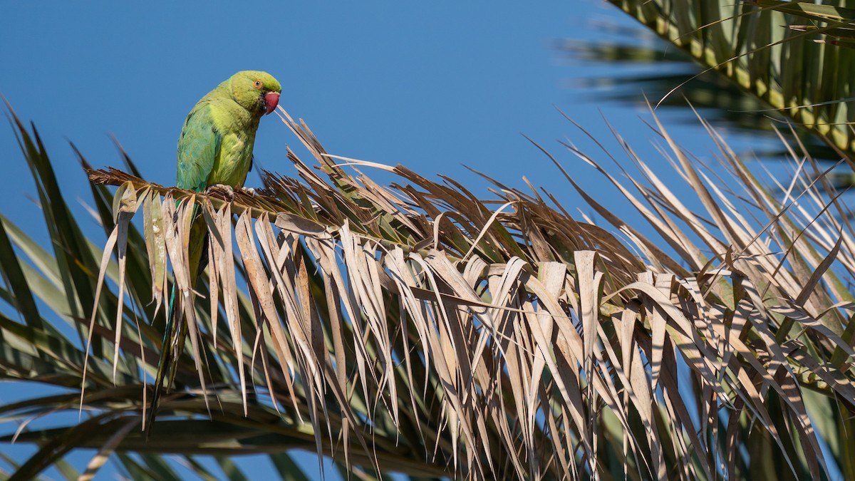 Rose-ringed Parakeet - ML561052351