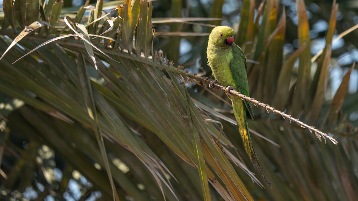 Rose-ringed Parakeet - Javier Cotin