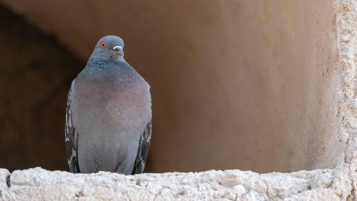 Rock Pigeon (Feral Pigeon) - Javier Cotin